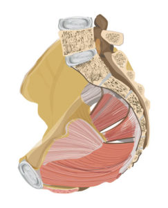 Beckenbodenmuskulatur-Seitenansicht